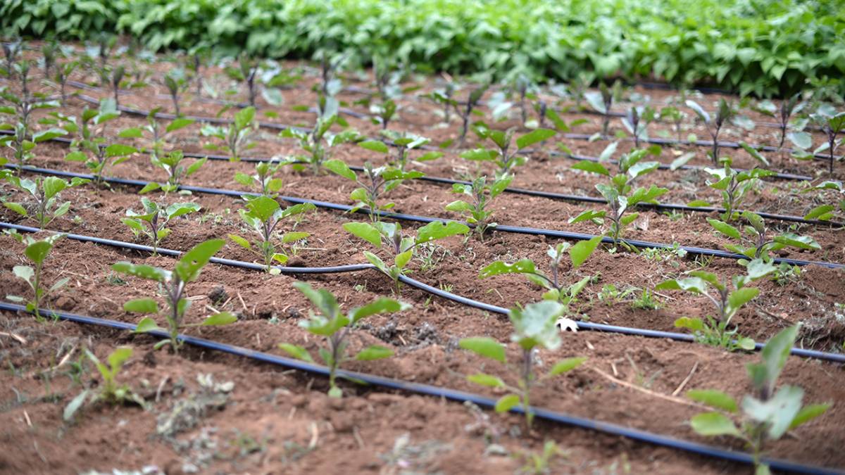 Advanced drip irrigation system in field